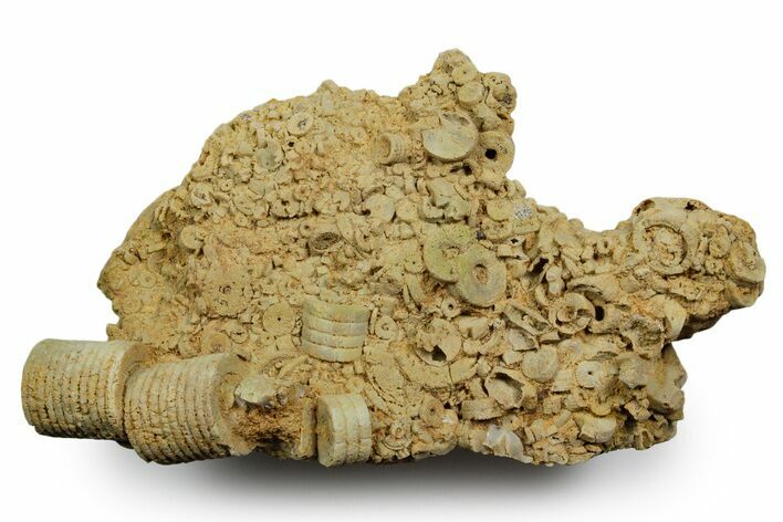 Mississippian Fossil Crinoid Stem Cluster - Kentucky #358731